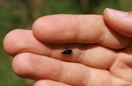 Waldschabe (Ectobius spec.) - © Emanuel Trummer